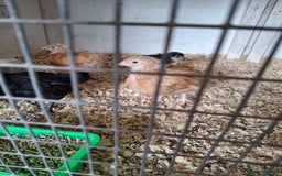 Chickens poultry for sale: Unsexed orpington chickens  - Image 1