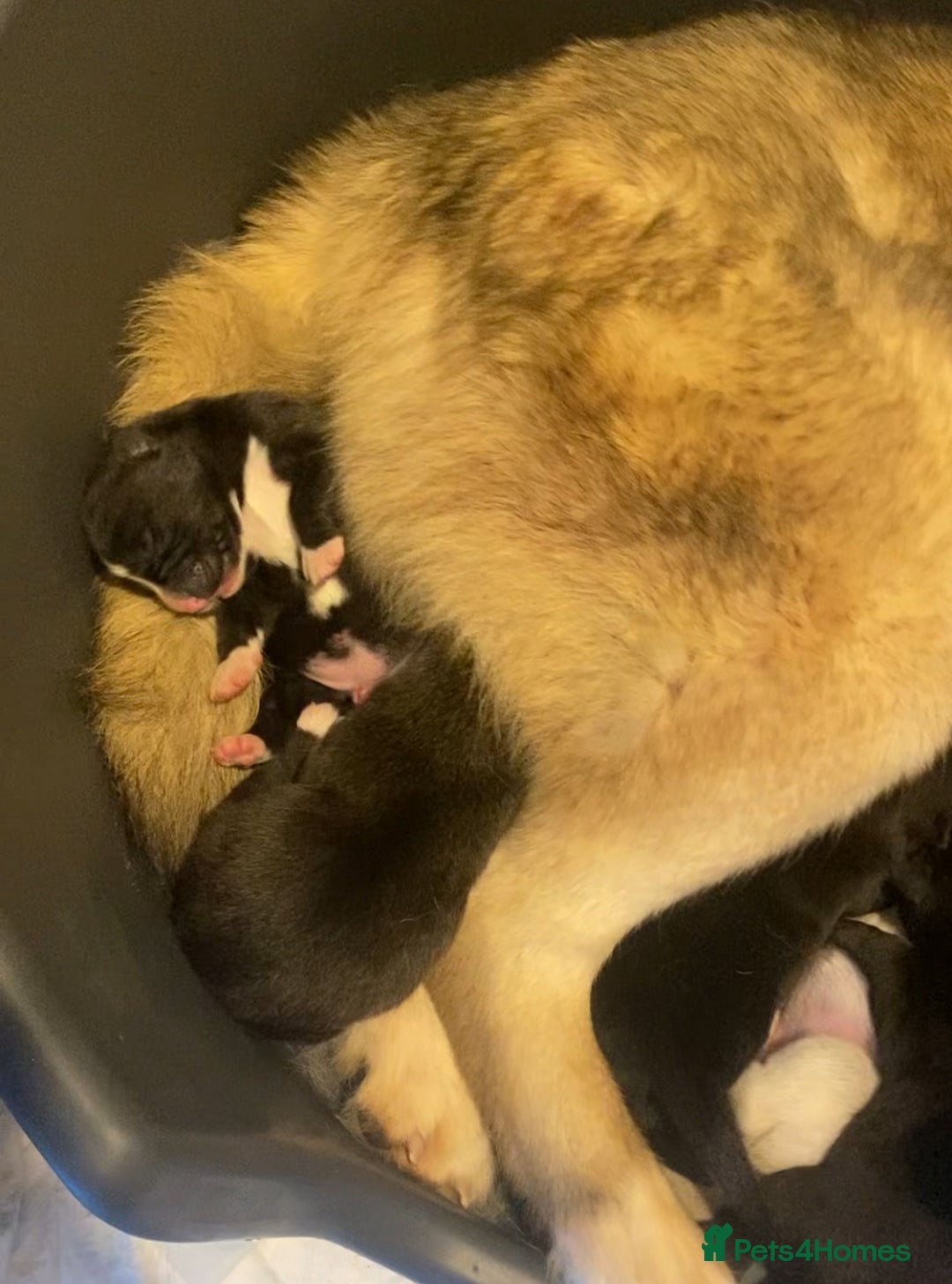 Huskita dogs for sale: Akita puppies  - Image 14