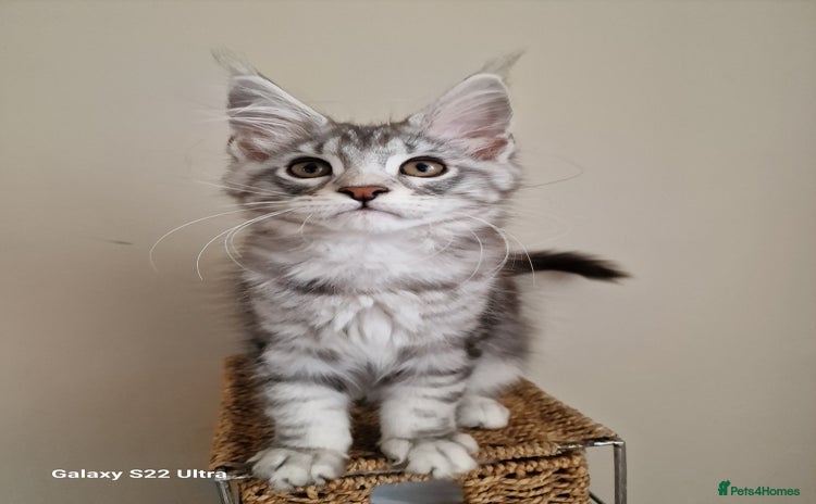 Maine Coon cats - Advert 1