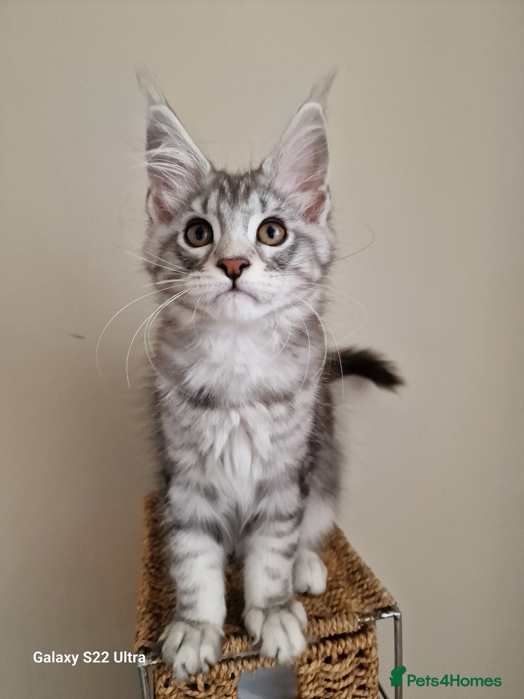 Maine Coon cats for sale: 🥰MC Kittens🥰 - Image 1