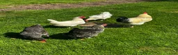 Chickens poultry for sale: Flock of 5 in Hereford - Advert 1