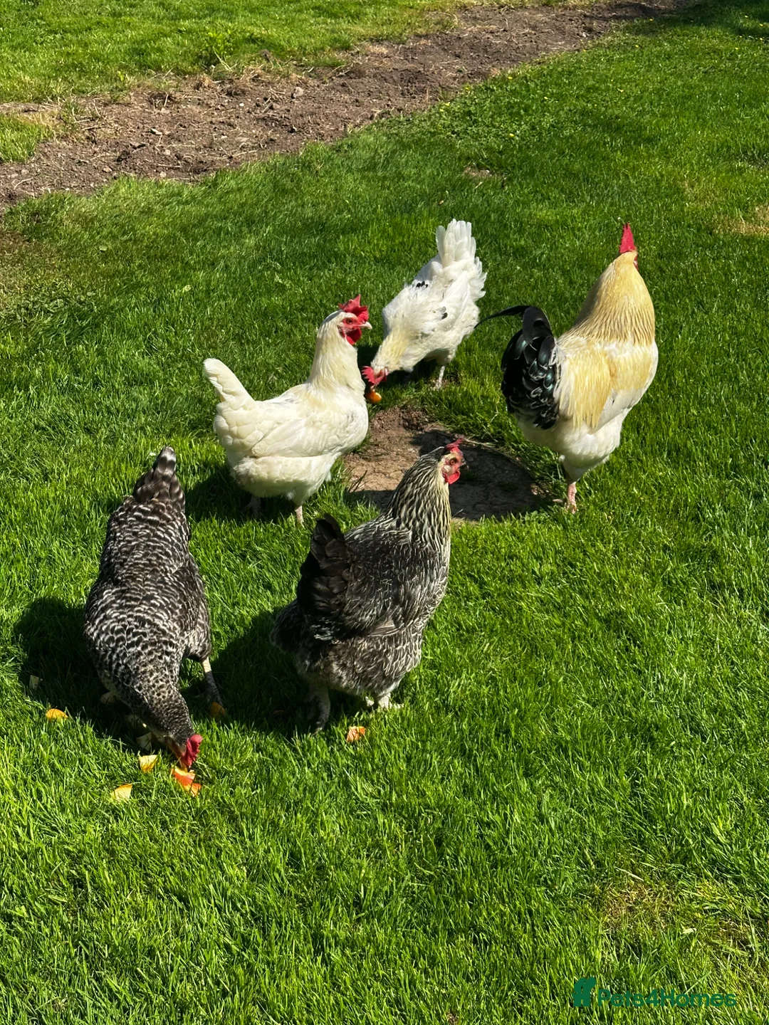 Chickens poultry for sale: Flock of 5 in Hereford - Advert 1