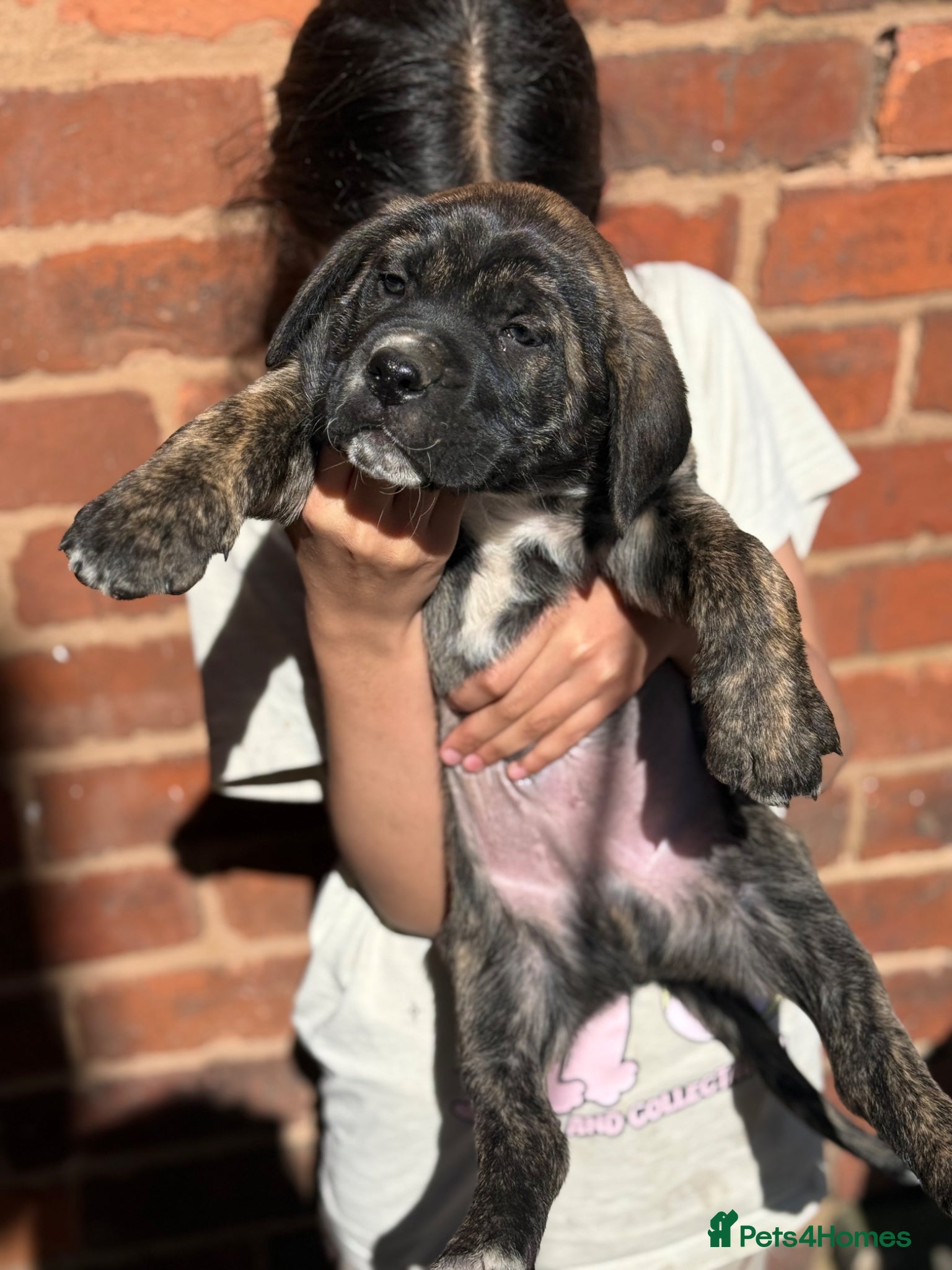 Presa Canario dogs Quality 🏆Champion Blood presa Canario pups!! - Advert 1