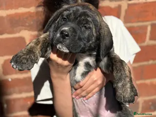 Presa Canario dogs Quality 🏆Champion Blood presa Canario pups!! - Advert 1