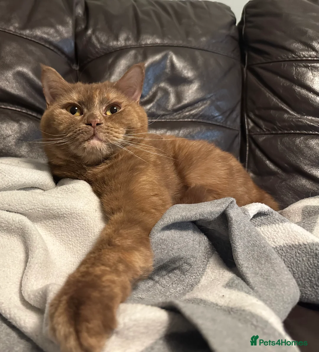 British Shorthair cats for sale: Nelly and Honey looking for forever home  - Advert 8