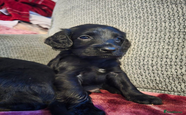 Cocker Spaniel dogs KC Registered Cocker Spaniel Puppies - Advert 2