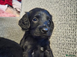 Cocker Spaniel dogs KC Registered Cocker Spaniel Puppies - Advert 1