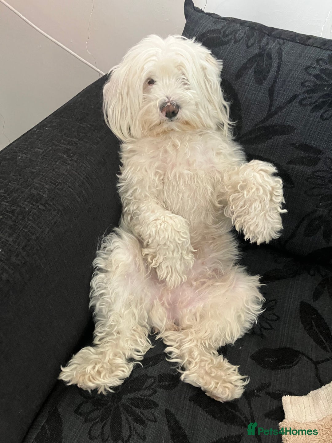 Tibetan Terrier dogs for sale: Tibetan terriers  - Advert 9