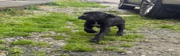 Cane Corso dogs for sale: Beautiful Pure Cane Corso Puppies - Advert 2