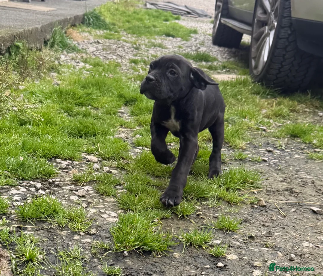 Cane Corso dogs for sale: Beautiful Pure Cane Corso Puppies - Advert 2