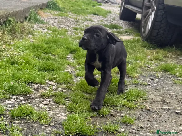 Cane Corso dogs for sale: Beautiful Pure Cane Corso Puppies - Advert 2