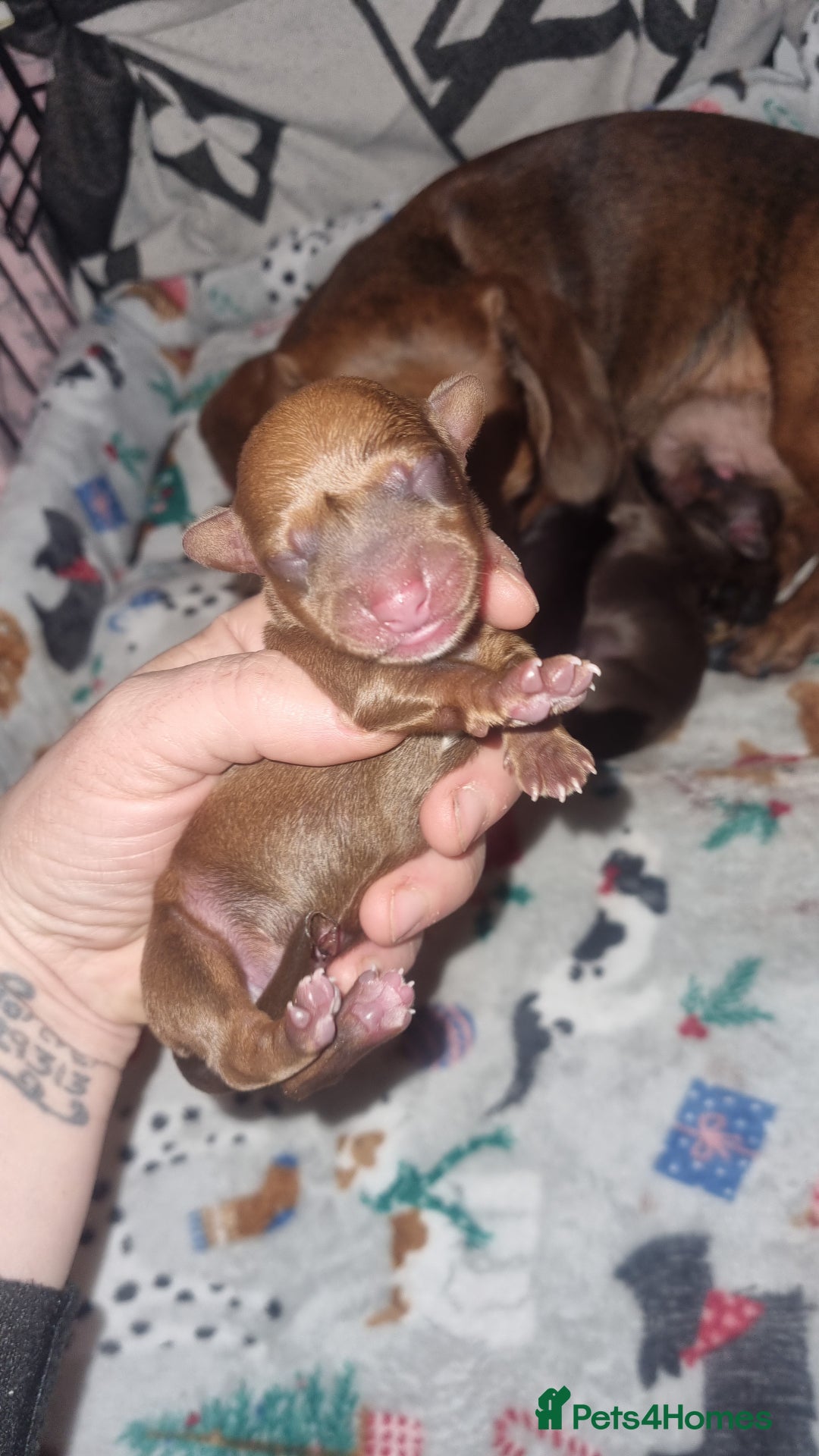 Miniature Dachshund dogs for sale: Beautiful Minature kinachen dachshunds  - Advert 7