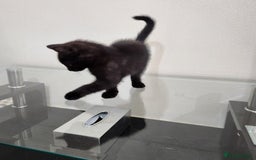Domestic Shorthair cats for sale: 5 kittens ready for a new home  - Image 4