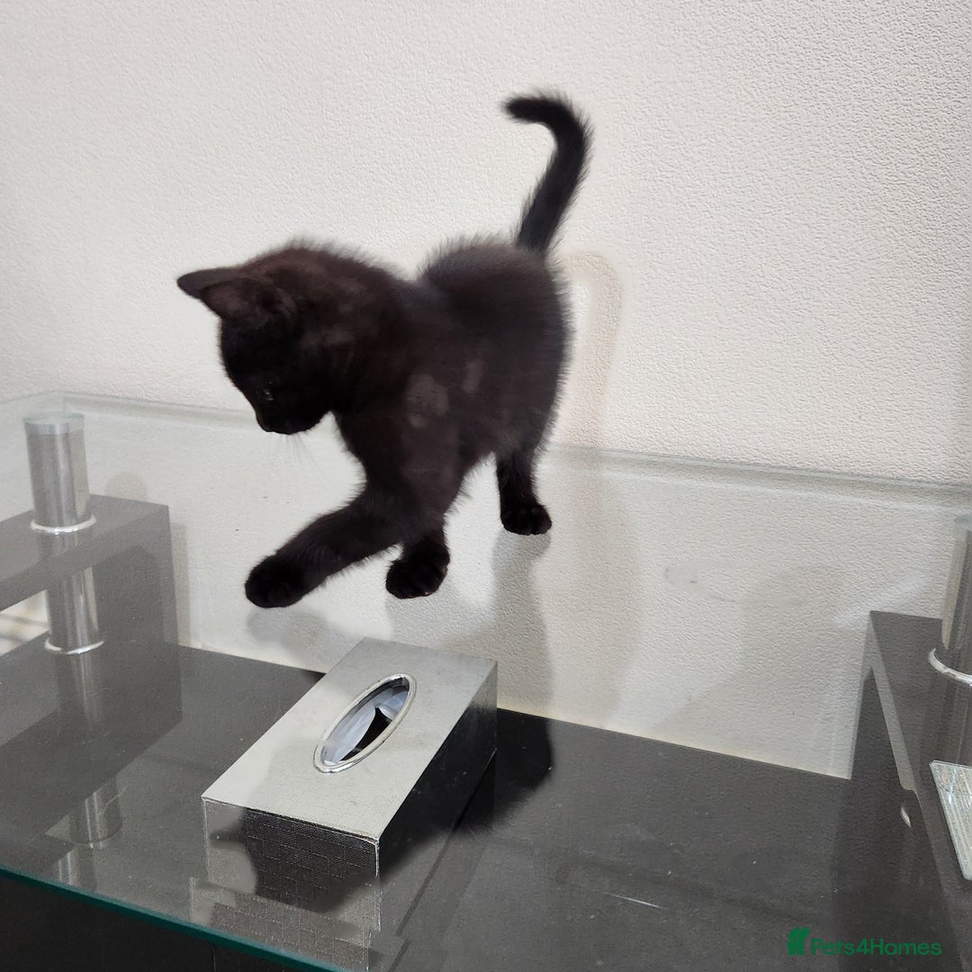 Domestic Shorthair cats for sale: 5 kittens ready for a new home  - Image 4