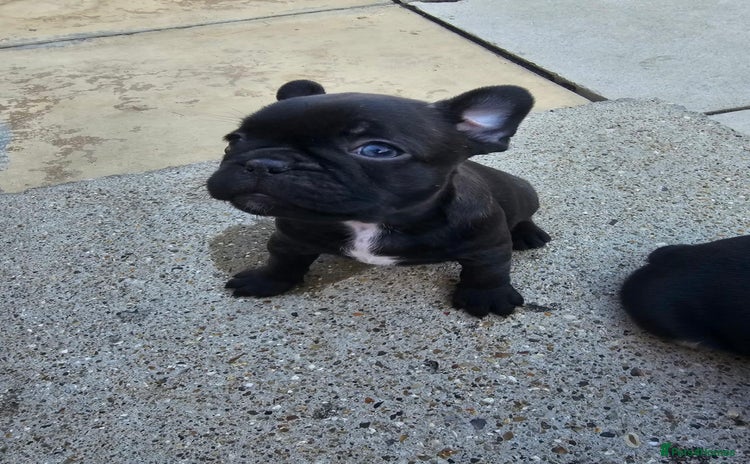 French Bulldog dogs - Advert 2