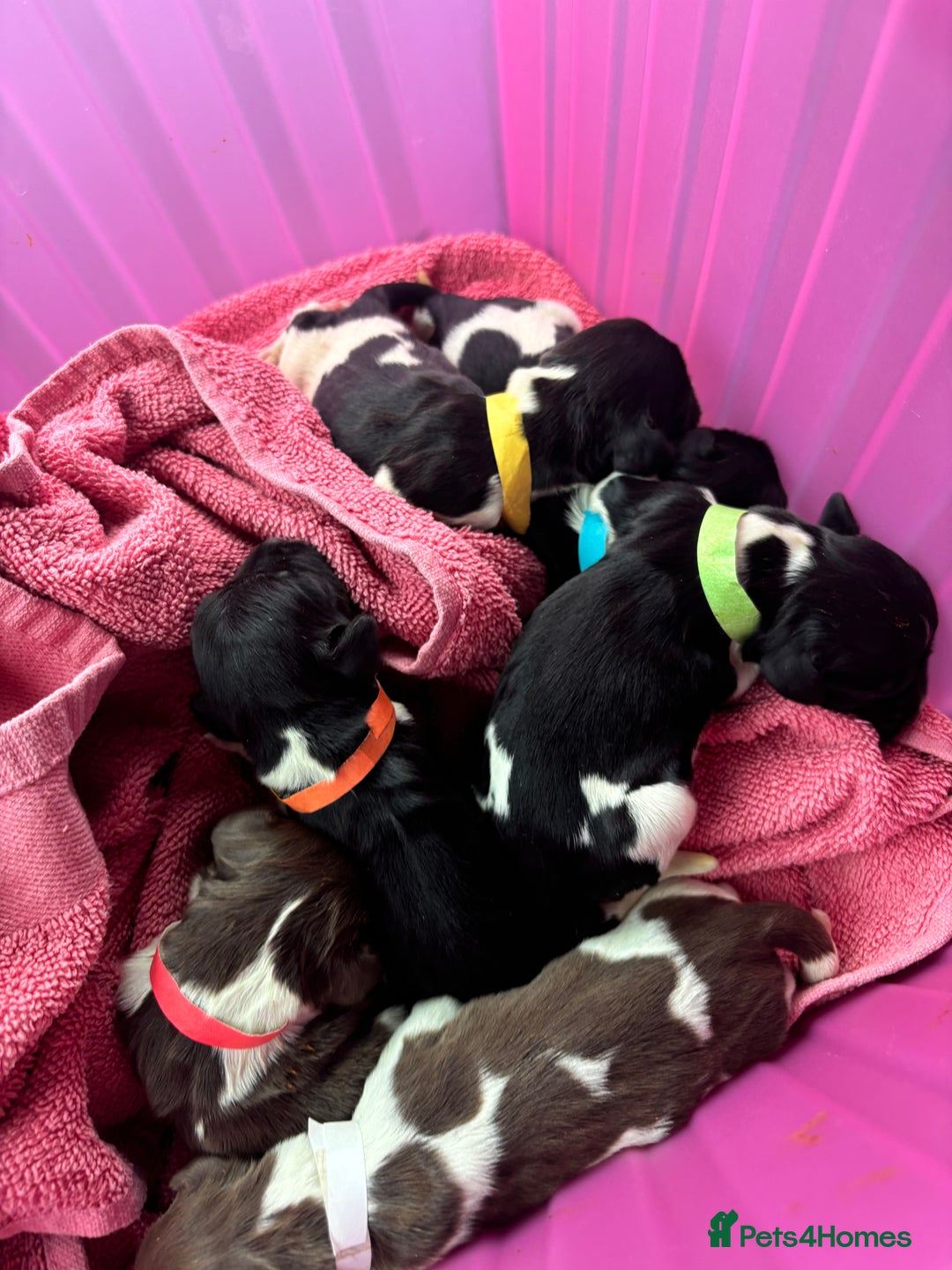 English Springer Spaniel dogs for sale: Gorgeous marked English Springer Spaniel pups  - Image 9