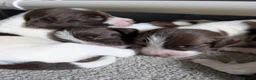 English Springer Spaniel dogs for sale: KC registered Springer Spaniel Puppies - Advert 1