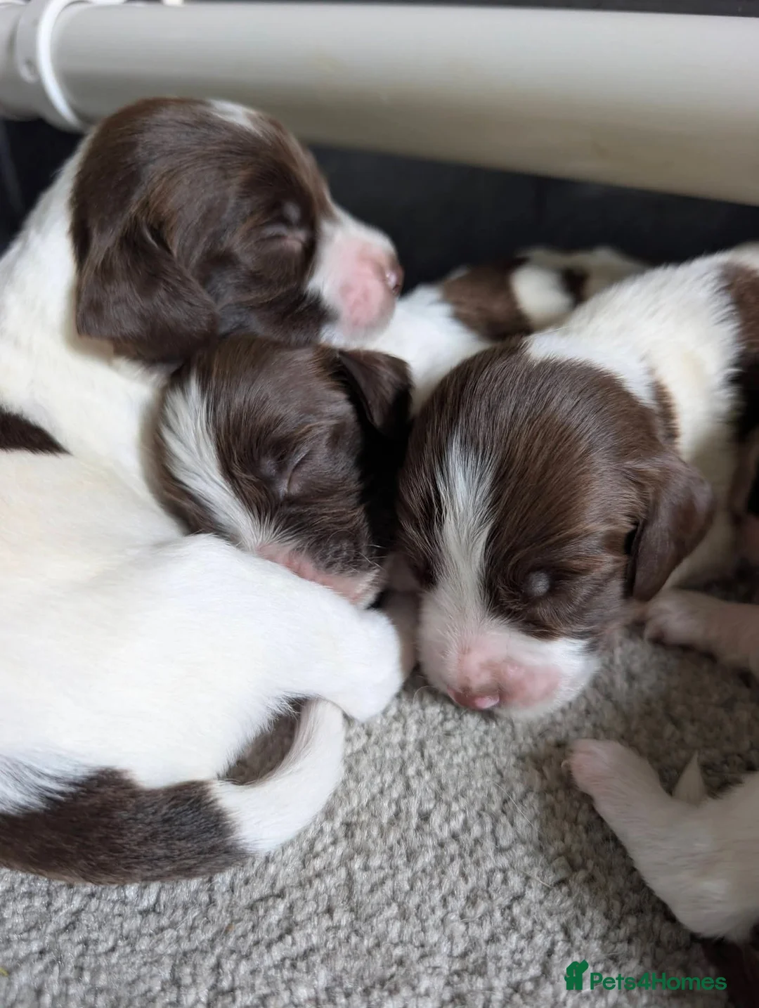 English Springer Spaniel dogs for sale: KC registered Springer Spaniel Puppies - Advert 1
