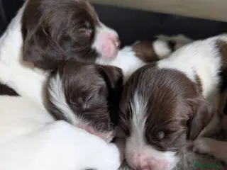 English Springer Spaniel dogs KC registered Springer Spaniel Puppies - Advert 6