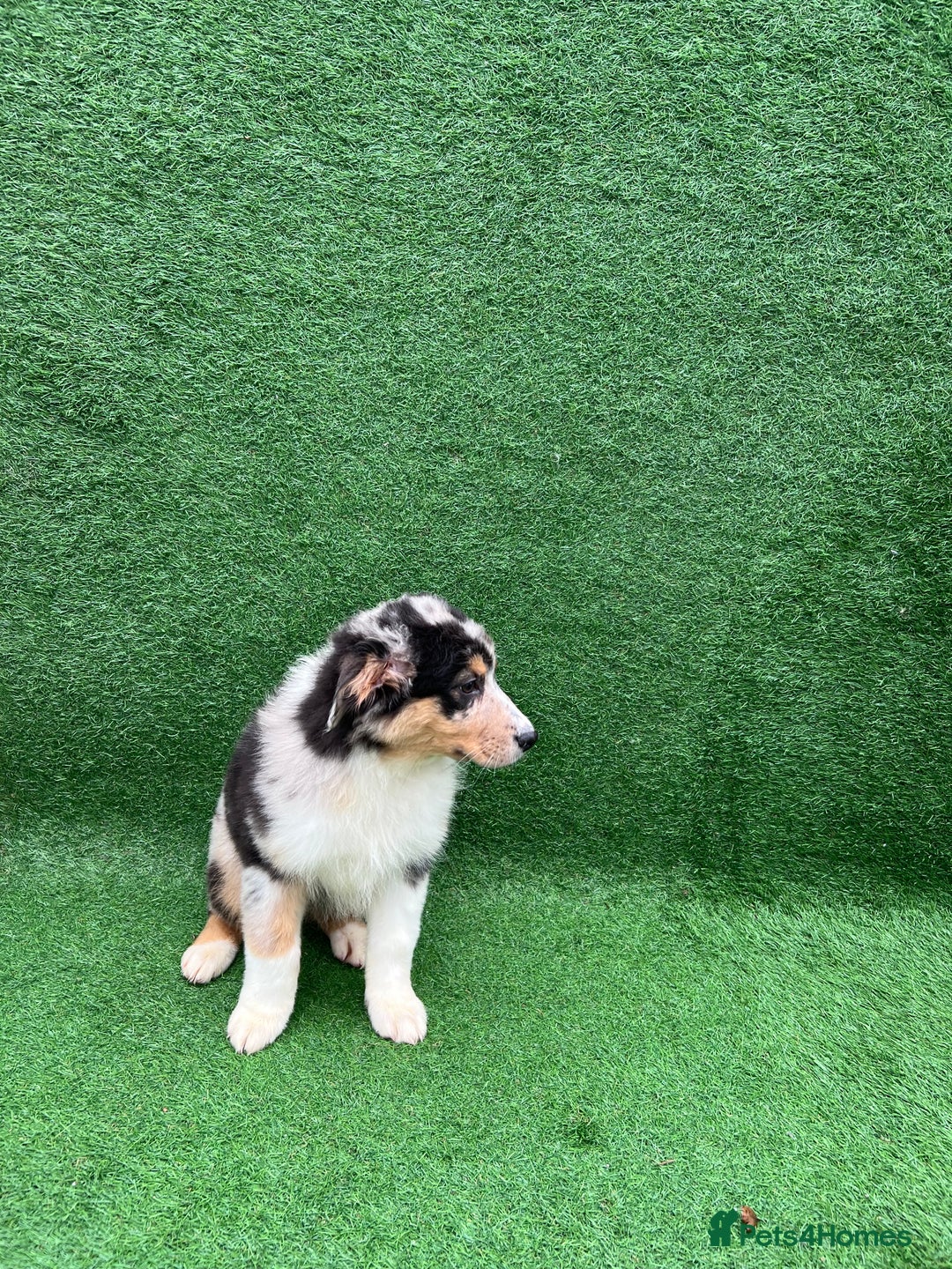 Australian Shepherd dogs for sale: Australia shepherd Kc puppies ONE LEFT  - Advert 5
