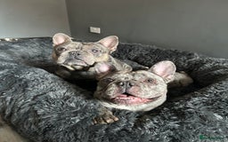 French Bulldog dogs for sale: BonBon & Hugo - Image 3