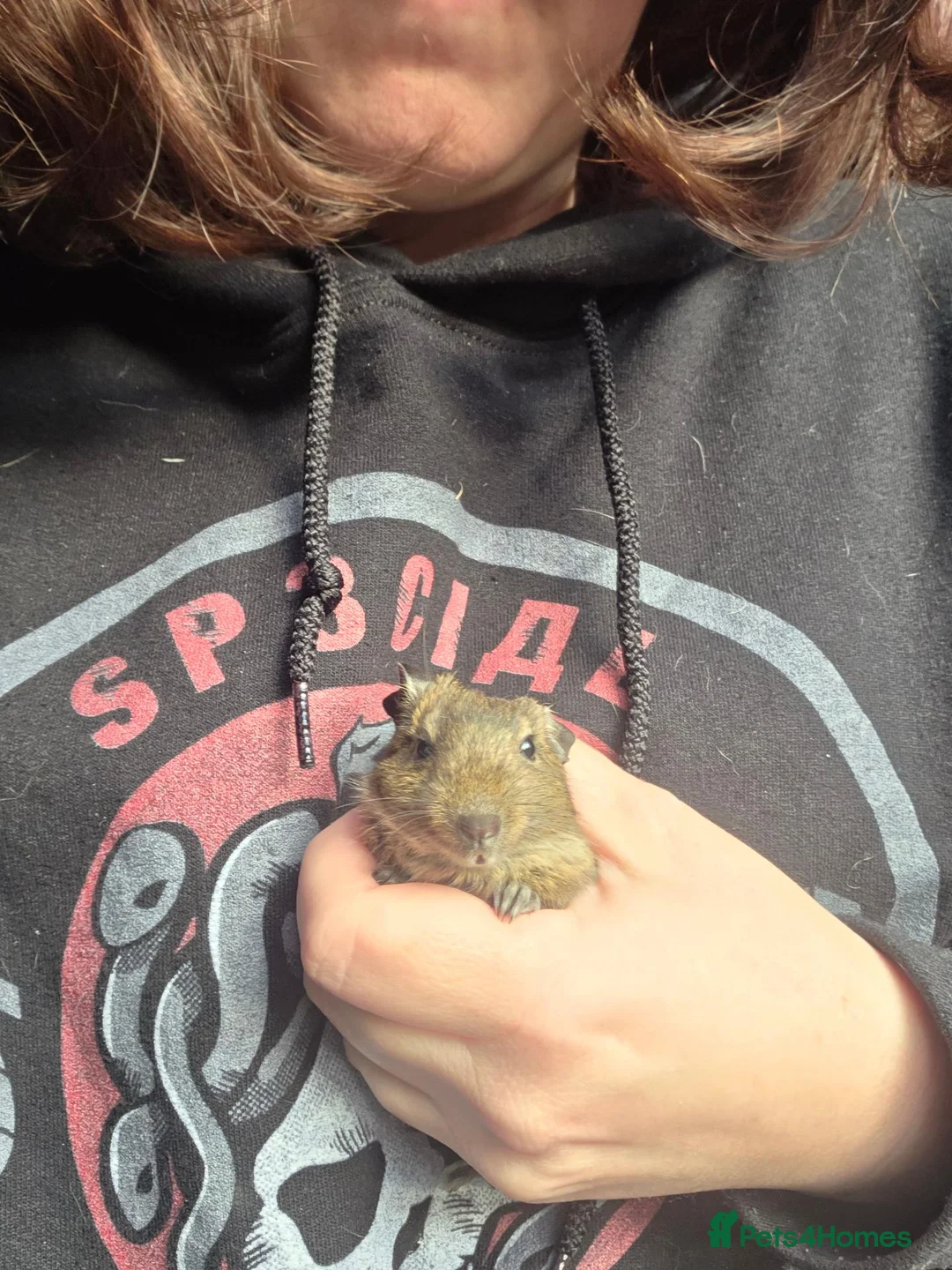 Degus rodents for sale: Baby degus  - Advert 3