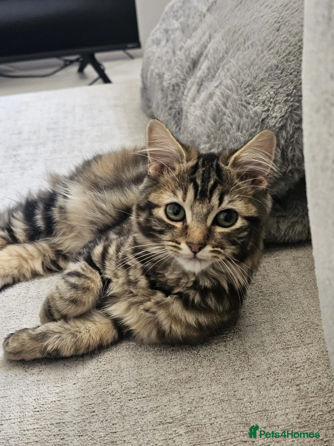 Maine Coon cats for sale: 4 month mainecoon X bsh - Advert 1
