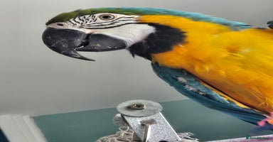 Parrots birds - Advert 14