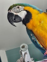 Parrots birds Tame Blue and Gold Macaw - Advert 3