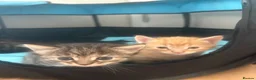 Bengal cats for sale: Beautiful mix Bengal kittens  in Bexley - Advert 3