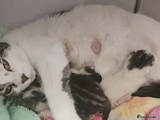 Mixed Breed cats Mixed Breed Kittens (Please see other advert) in Spalding - Advert 4