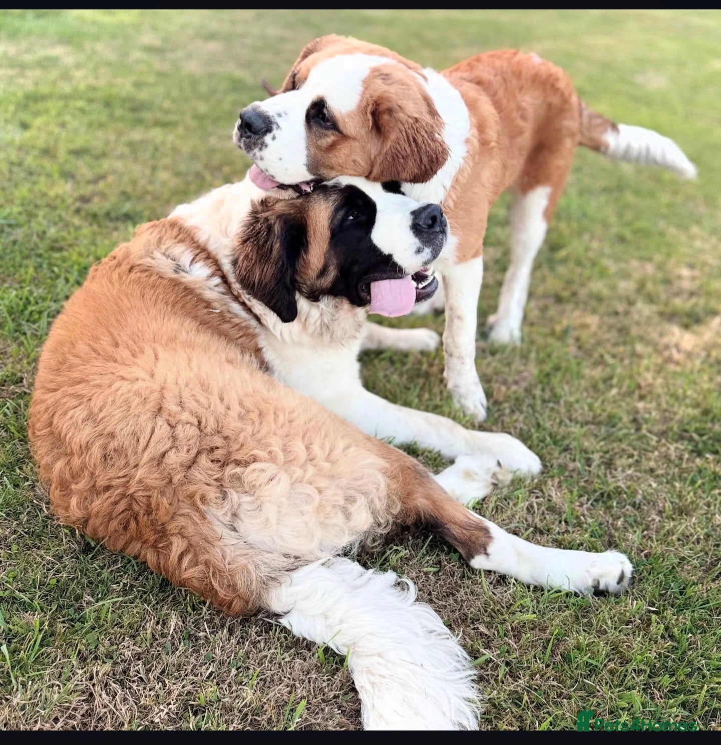 Saint Bernard dogs Boy & girl saint bernard  - Advert 1