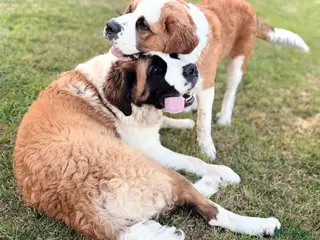 Saint Bernard dogs Boy & girl saint bernard - Advert 1