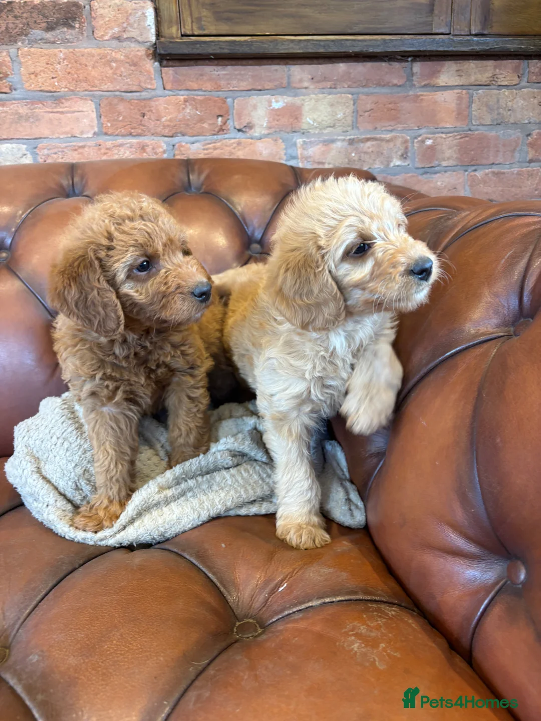Labradoodle dogs for sale: Adorable Labradoodle Puppies  - Advert 2