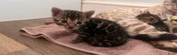 Bengal cats for sale: Bengals for sale! in Worcester - Advert 1