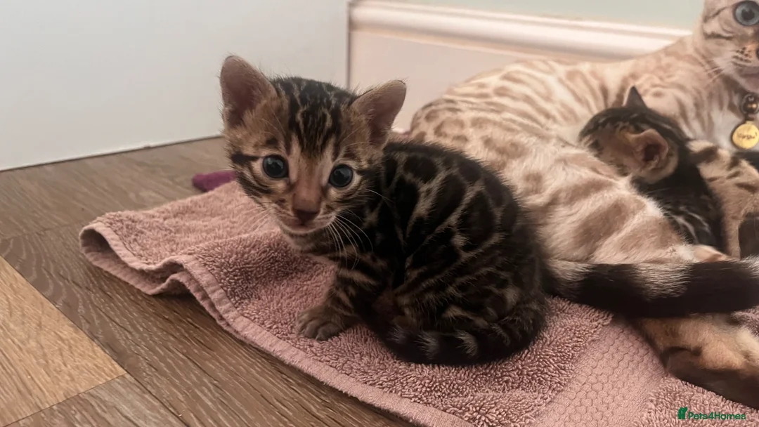 Bengal cats for sale: Bengals for sale! in Worcester - Advert 1