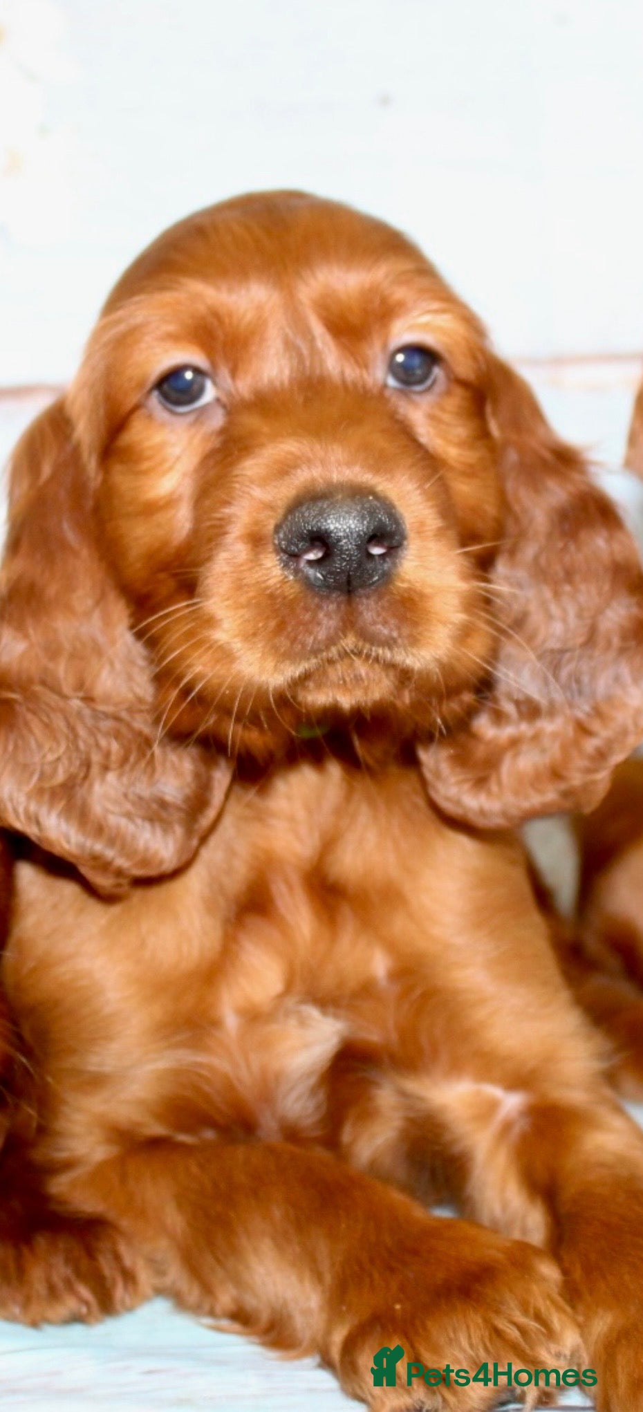Irish Setter dogs Beautiful KC registered health tested parents - Advert 1