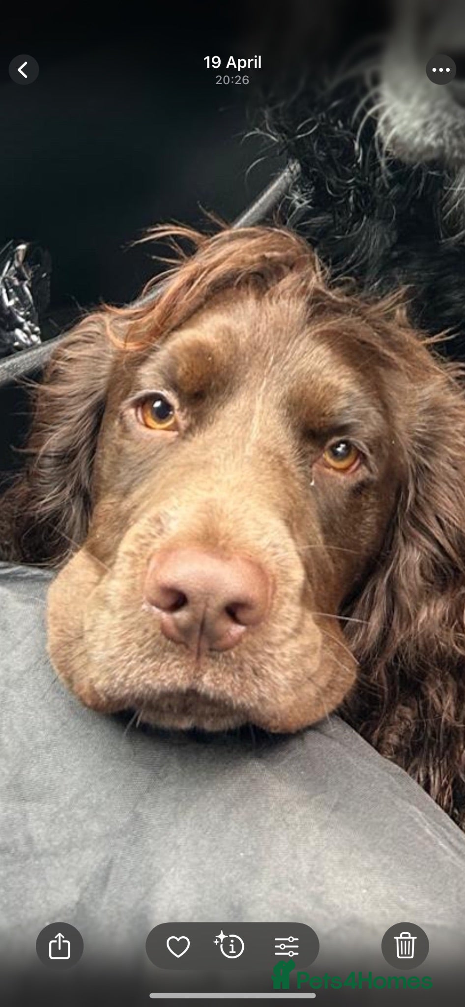 Cocker Spaniel dogs Meet Ronnie  - Advert 1