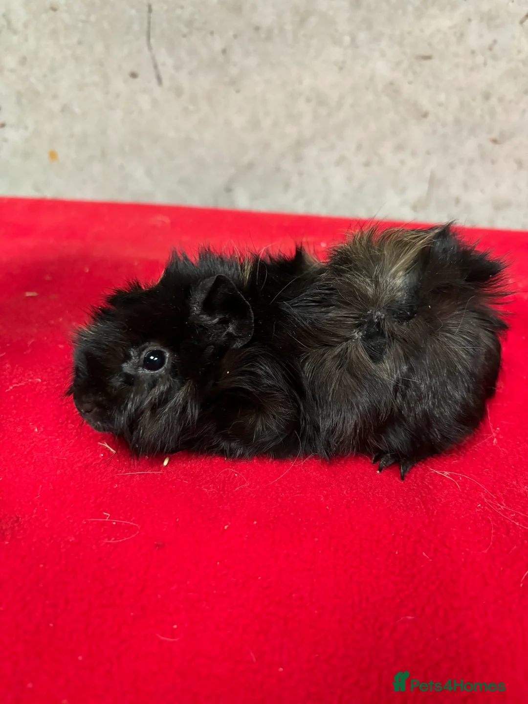 Guinea Pig rodents for sale: Female guinea pigs  - Advert 3