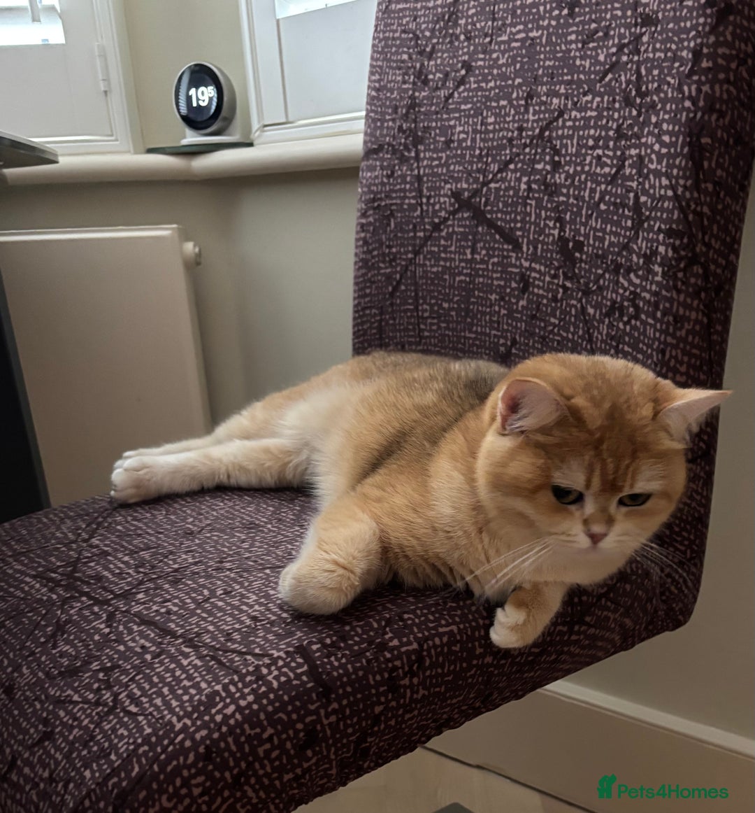 British Shorthair cats for sale: Black Golden Chinchilla  - Image 4