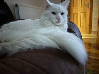 Maine Coon cats Maine Coon Pedigree - Advert 1