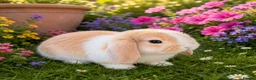 Mixed Breed rabbits for sale: A litter of 4 Holland Lop / Mini Lop Bunny’s  in Bognor Regis - Advert 5