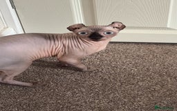 Sphynx cats for stud: Male stud wanted  - Image 5
