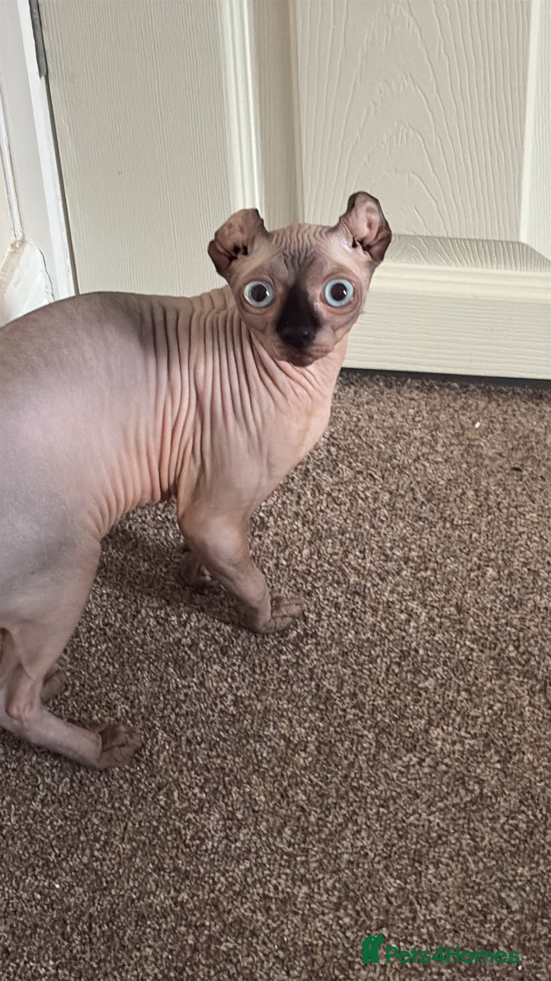 Sphynx cats for stud: Male stud wanted  - Image 5