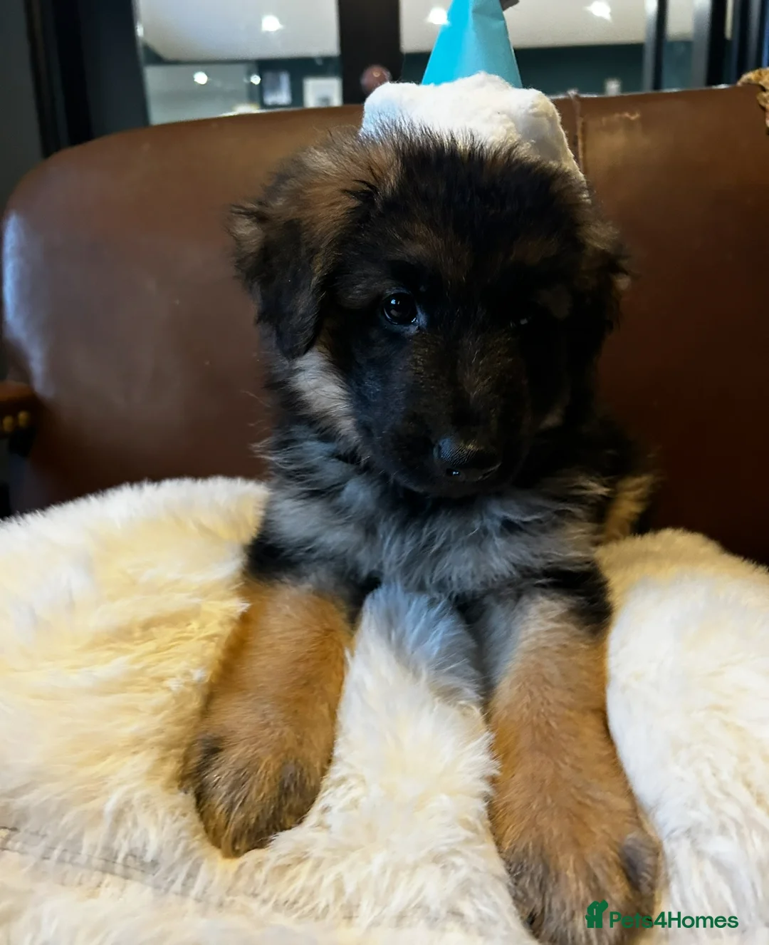 German Shepherd dogs for sale: Well-bred, well-loved. Very sad circumstances - Advert 4