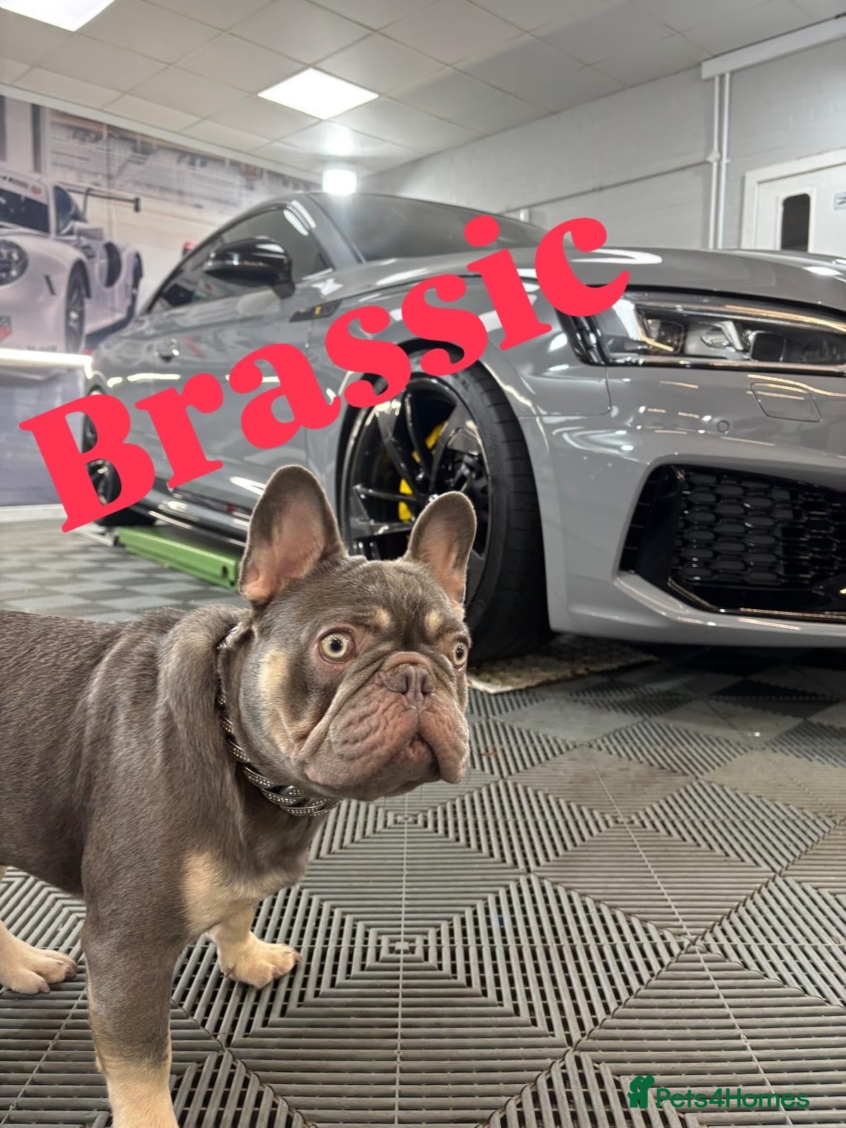 French Bulldog dogs French Bulldog Stud 🔥 The Next Generation - Advert 4