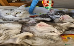 Maine Coon cats for sale: PEDIGREE MAINE COON KITTENS 5 BOYS - Image 40