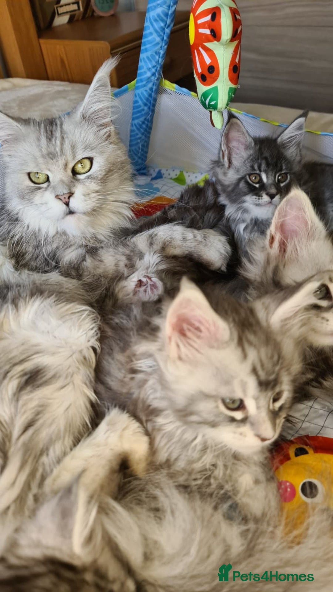Maine Coon cats for sale: PEDIGREE MAINE COON KITTENS 5 BOYS - Image 40