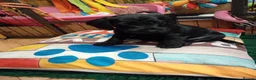 Mixed Breed dogs for sale: Miniature schnoxies  - Advert 8