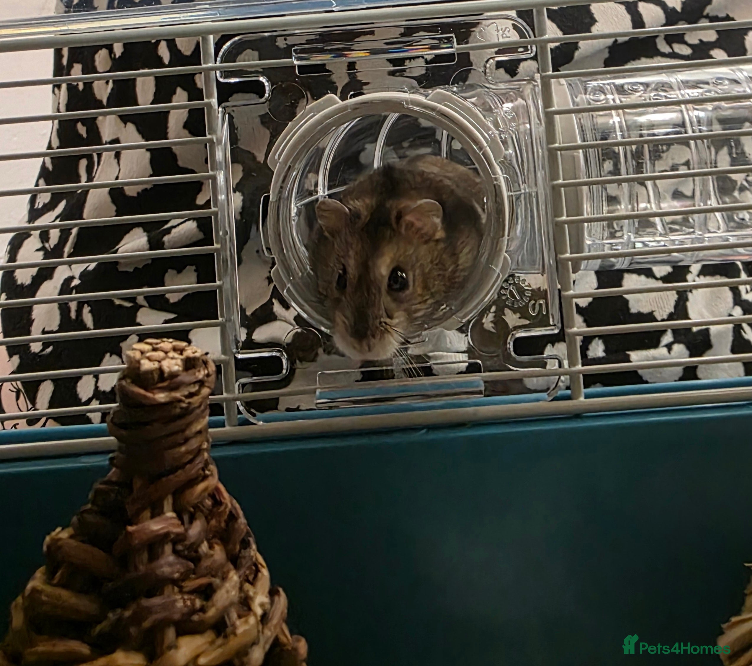 Hamster rodents Dwarf Hamster & Set Up - Advert 1